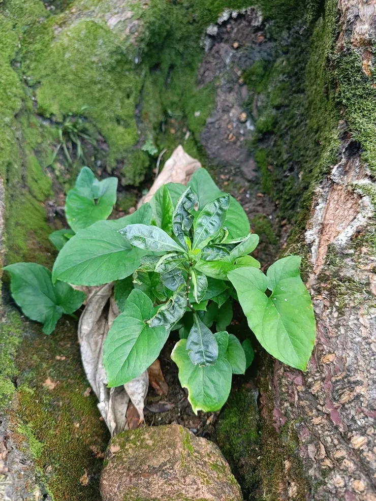 老麵包樹根旁的小植物-1