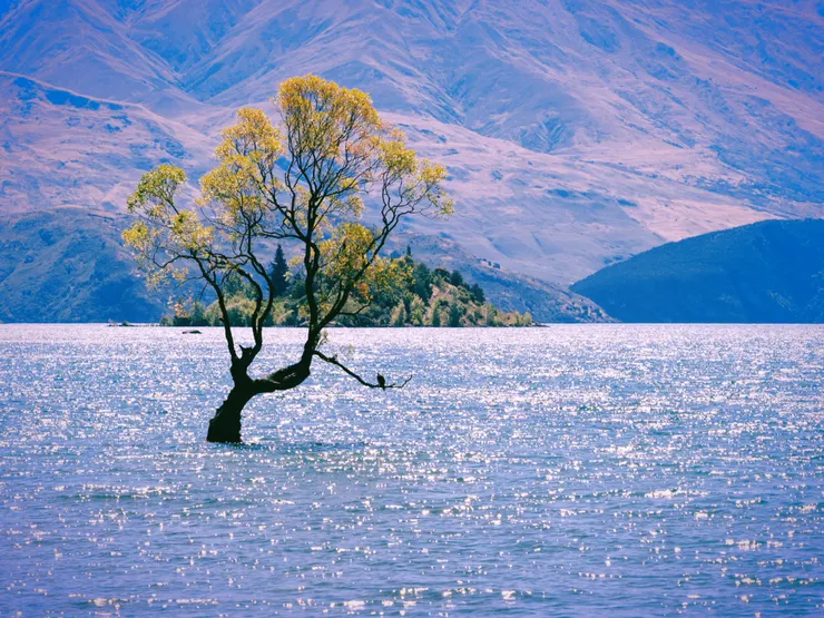 圖：紐西蘭孤獨的樹