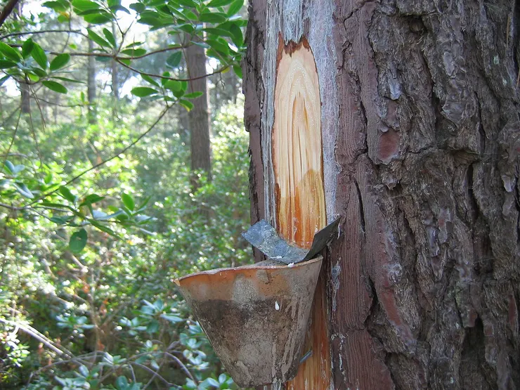 從松樹提取樹脂，圖片維基百科