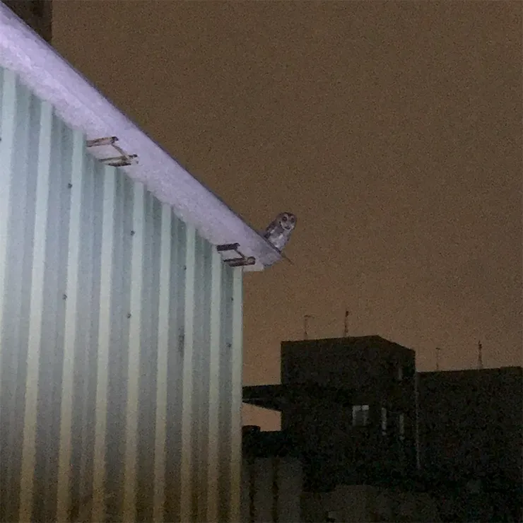 露臺邊鄰家屋簷上的翎角鴞