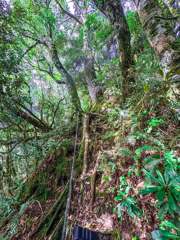 往低陸山的路徑高高低低，邊坡及倒木不少。