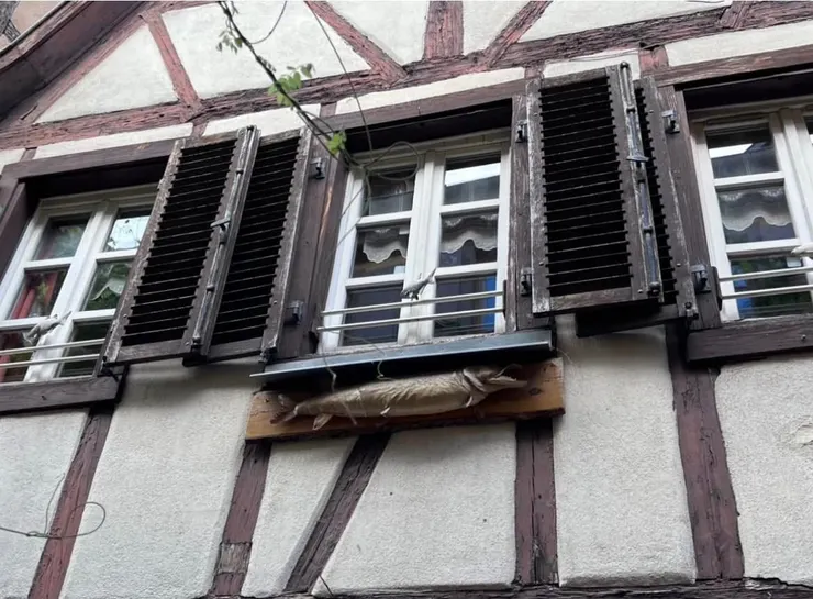 我找到了躲起來的魚，你找到了嗎