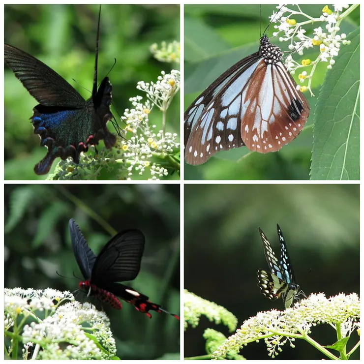 冇骨消,又稱為「接骨草」,是台灣特有種。是民間治療跌打損傷、消腫毒的漢方藥;也是台灣本土最重要的蜜源植物之一。