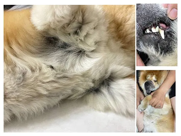 2023 新品上市「王品寵物」-BACHUS瑞士巴吉斯保健錠