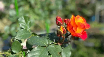 寧閱療癒工作坊