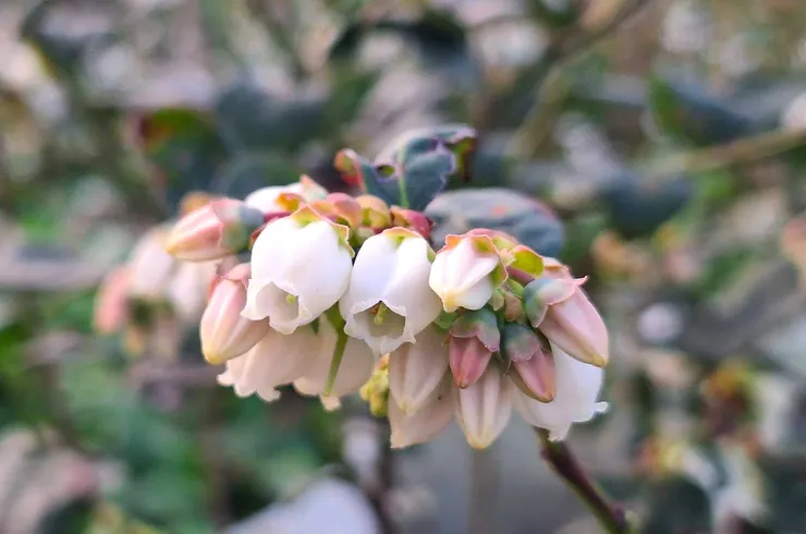 南方高叢藍莓花序