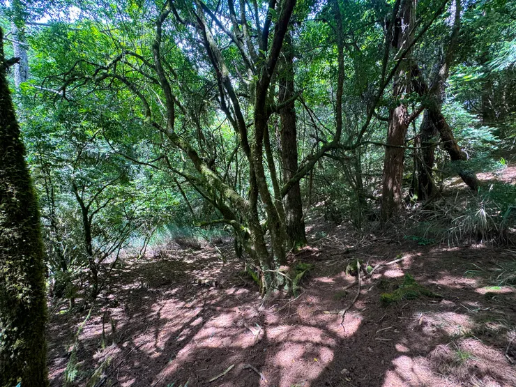 羅葉尾山往馬武佐野郡山的路徑較平緩