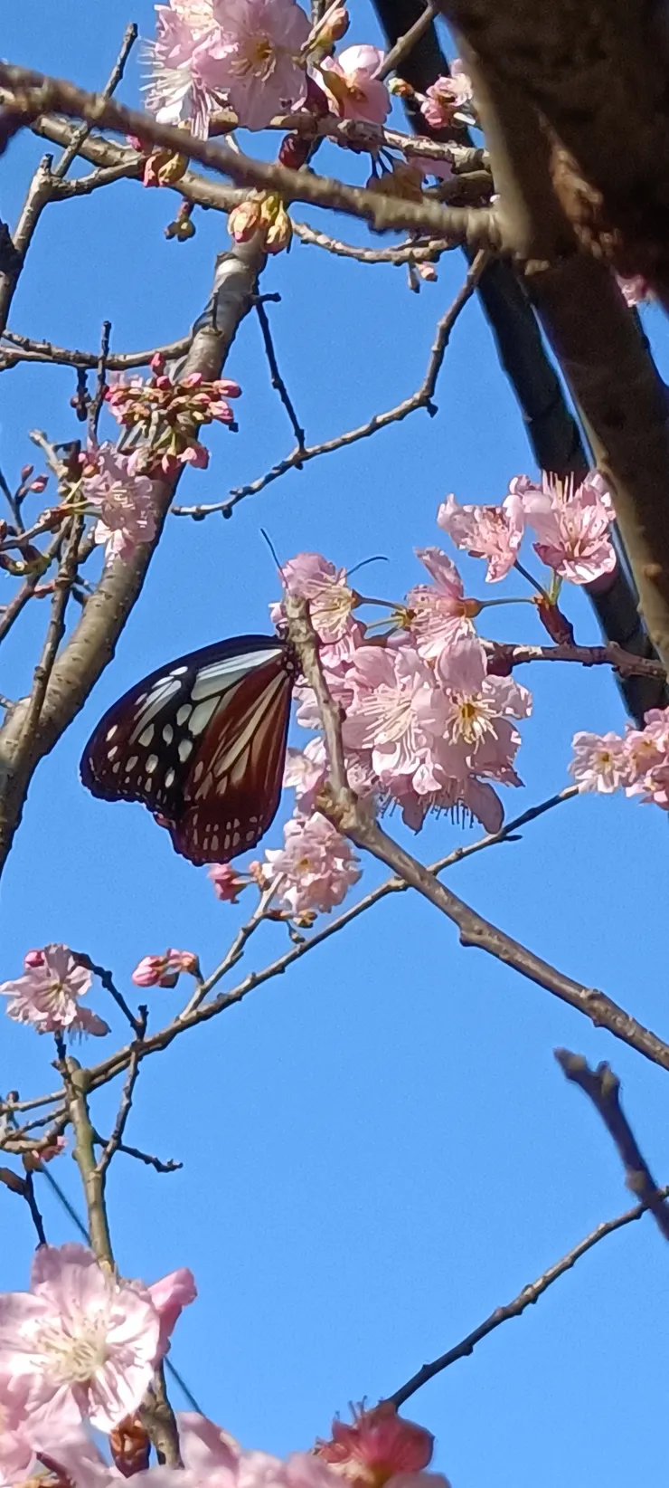 花若美,蝴蝶自來