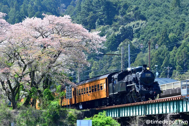 大井川鐵道以蒸汽火車的動態行駛著稱，春季限定的櫻花風景更是少不了