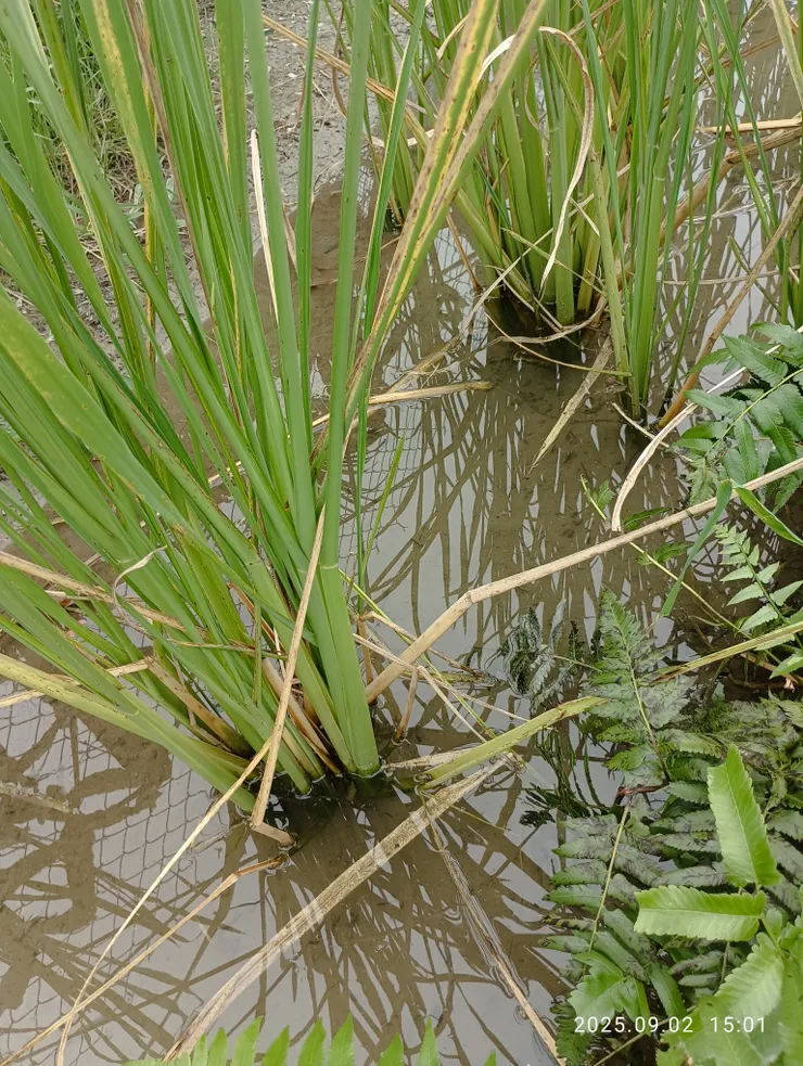 茭白筍，屏東久未見今幸會