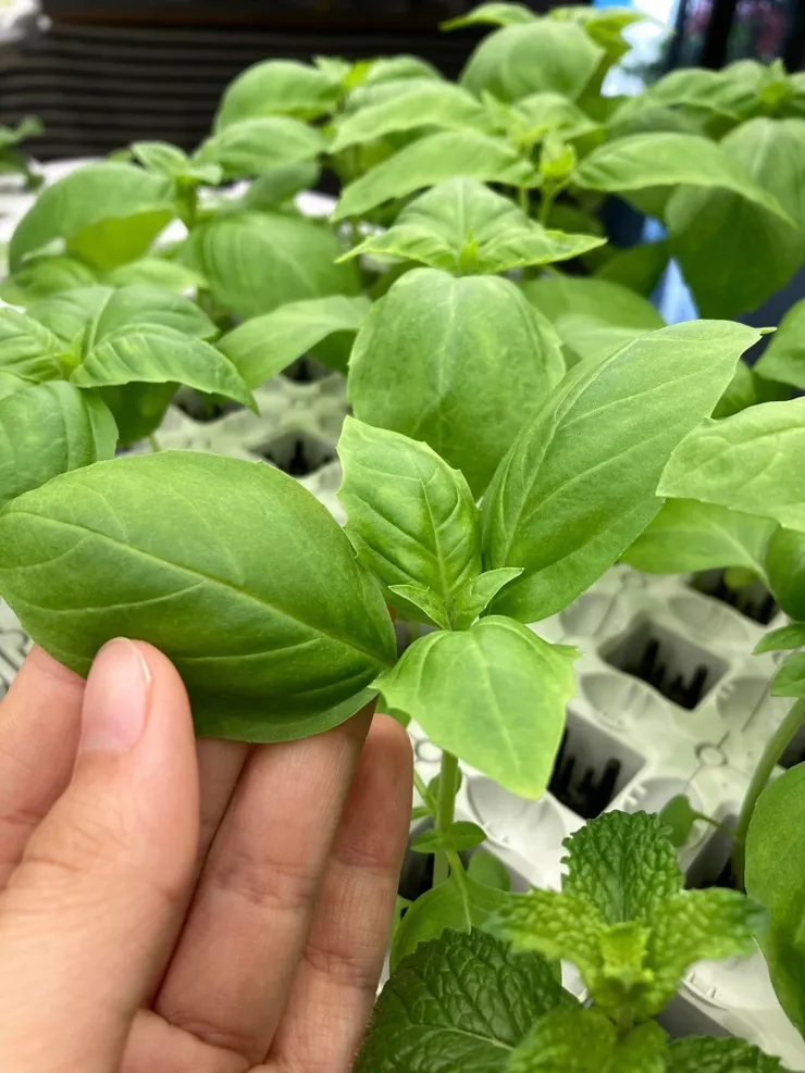 幸運樹九層塔、甜羅勒、薄荷、香蜂草