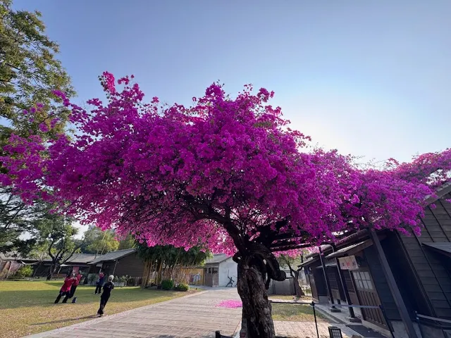 2026/03國漫館九重葛花開，photo by bookarchery