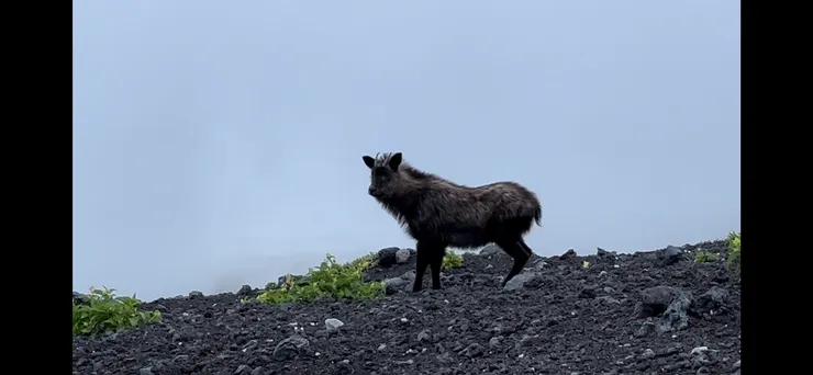 富士山動物