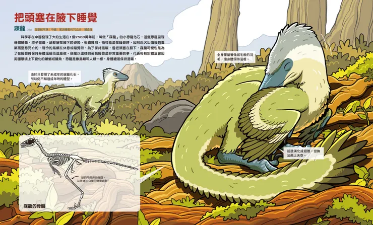 寐龍的生活方式｜《噓！恐龍的祕密》｜小角落文化出版