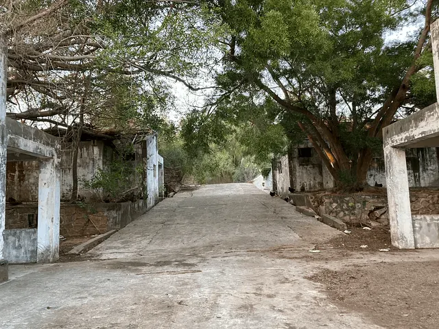 裡面有很多雞---攝於20240211 by Ching 慶