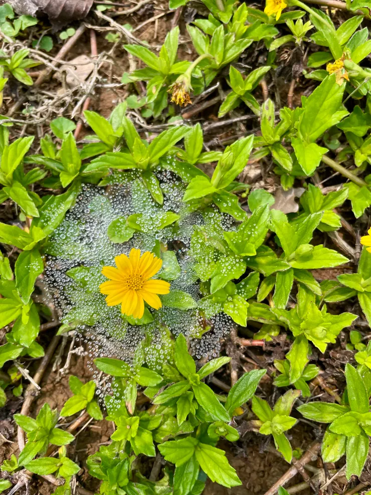 四月初在通霄鎮的南窩綠丘場勘，拍到的晶瑩剔透的草蛛晨露
