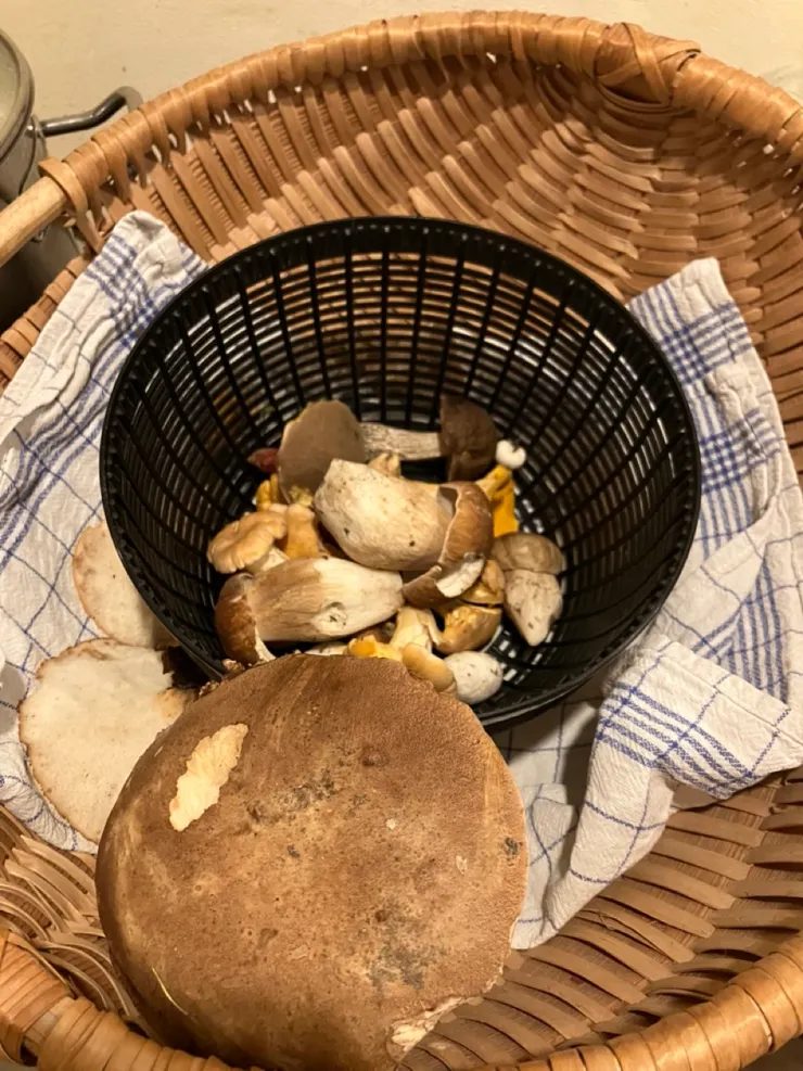 我們一起採到的野菇