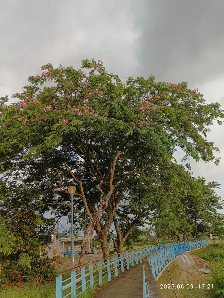 此處當年植約12顆櫻花樹,今餘四株
