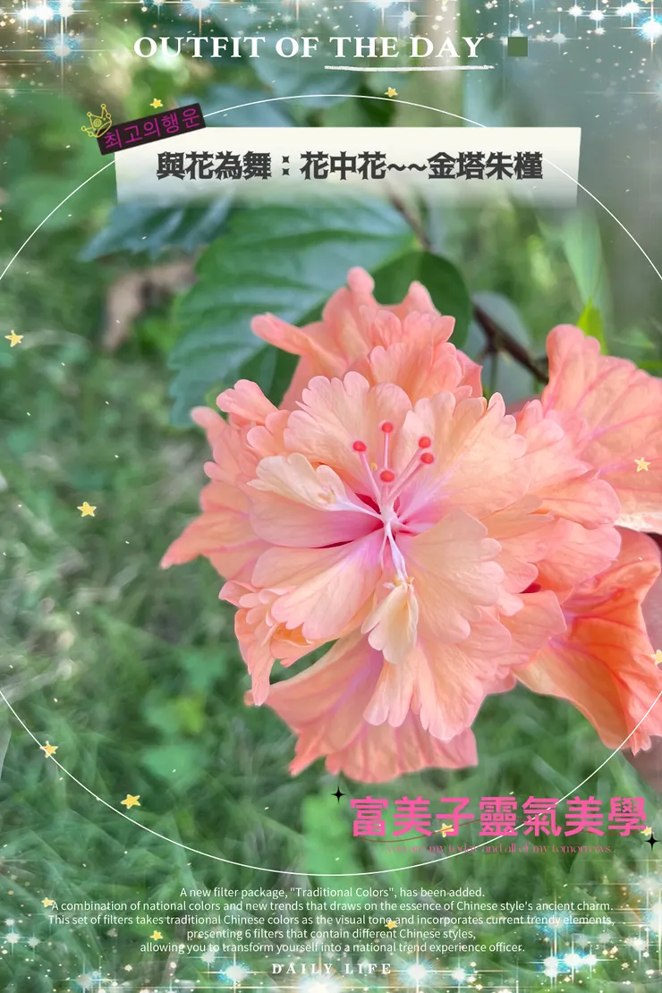 金塔朱槿/金塔扶桑-富美子靈氣美學