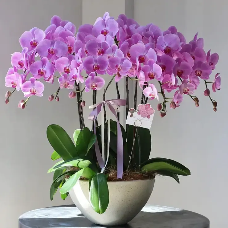 過年蘭花盆栽，新年蘭花盆栽，蘭花盆栽新年 seo