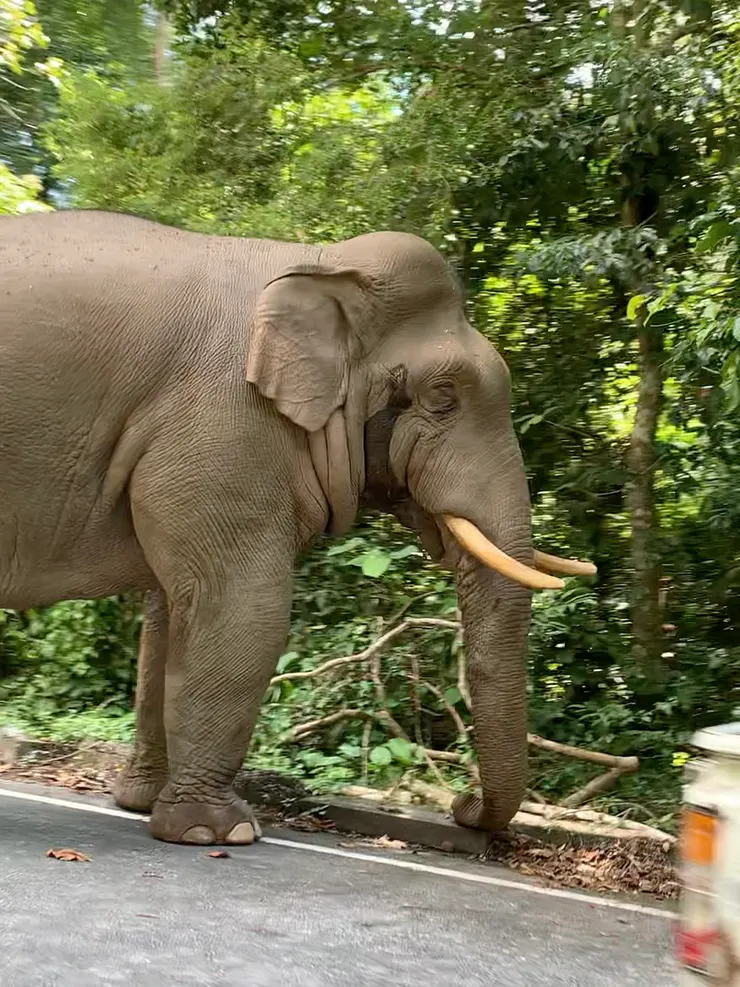 在考艾國家公園開車踩點的路上，幸運遇到野生大象