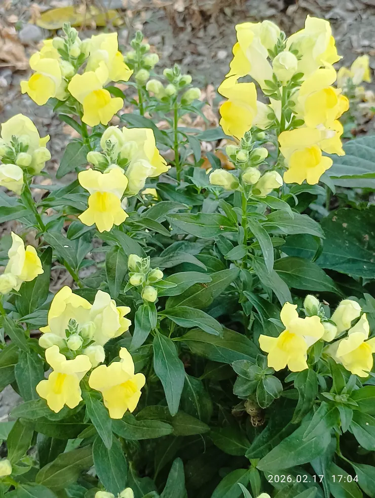 更那堪金魚笑迎，皆自拍攝