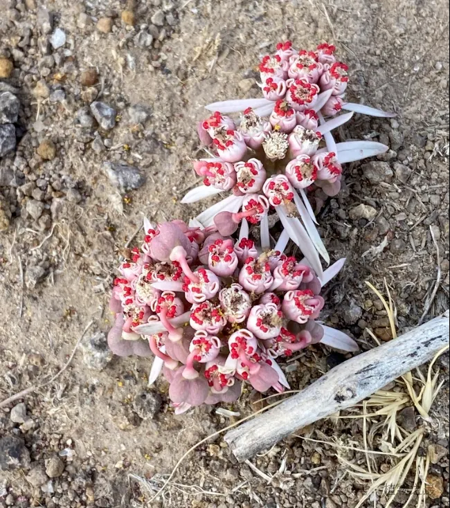 太陽大戟 (Euphorbia radians)