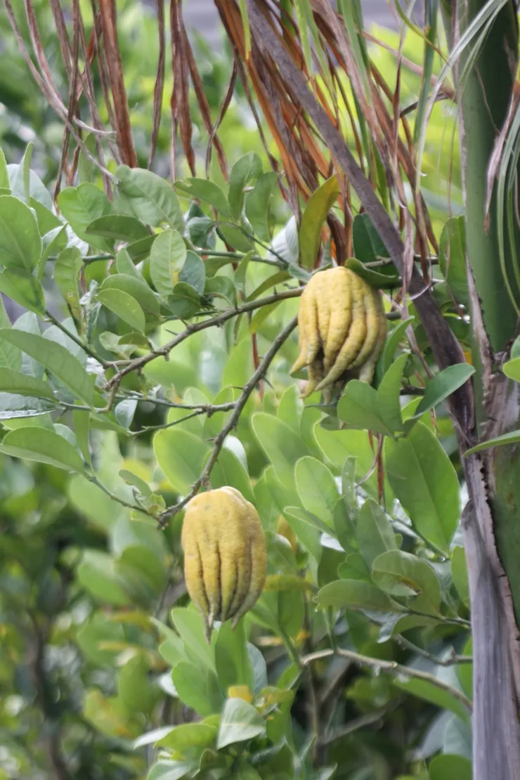 圖 / 佛光山佛陀紀念館、莊溪