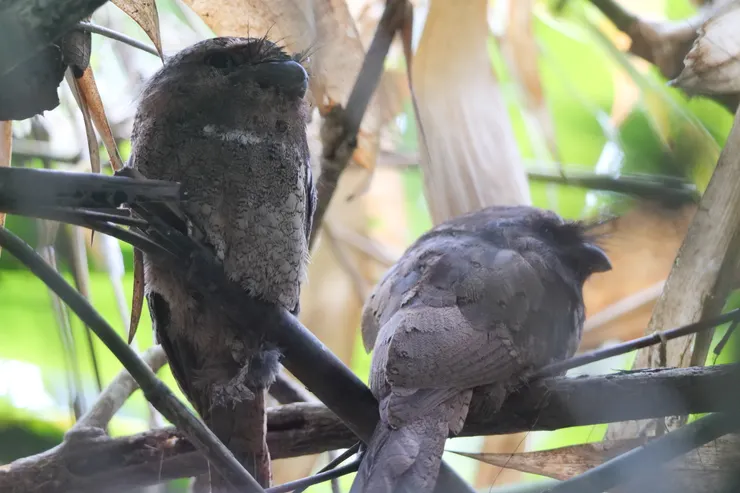另一對Sri Lanka Frogmouth