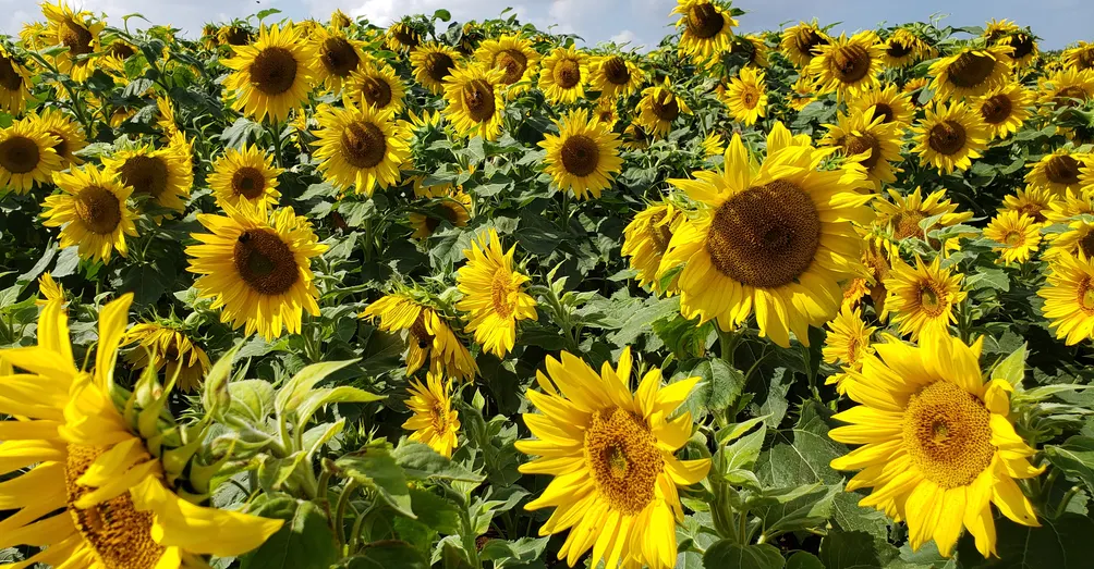 姬司的浪漫與現實之交織