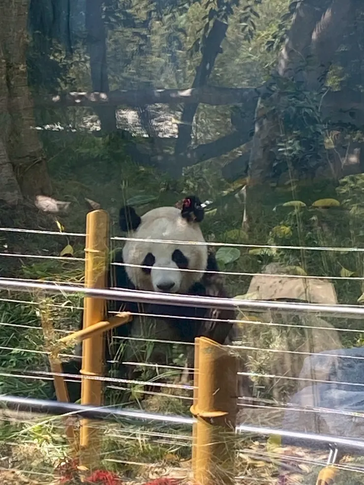 玻璃反光很嚴重，有些位置只能看到自己、反而看不到熊貓；台灣的朋友不妨直接在木柵動物園看就行