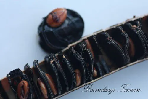 奇特的阿勃勒果實，長條形果莢裡有黑色圓形隔片，每一隔間各有一顆種子