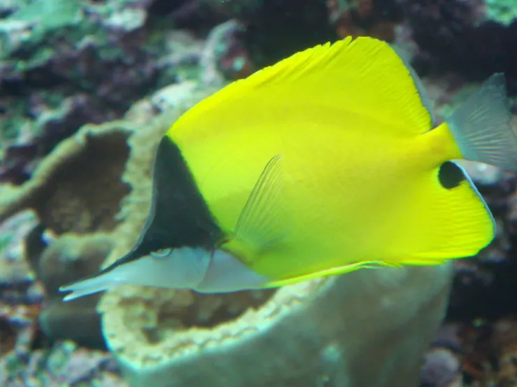 長吻蝶魚的眼睛深藏在黑白色塊之間，而臀鰭卻出現假的眼斑