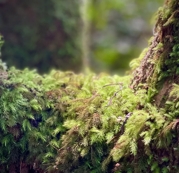 很喜歡小巧可愛卻充滿生命力的苔蘚