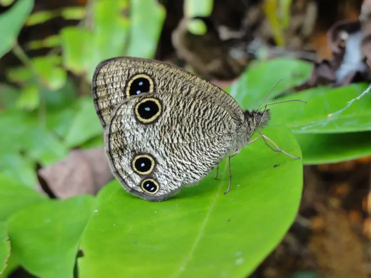 假眼具有威嚇天敵的作用
