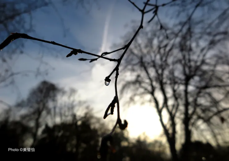 邱園恬寂得彷彿可以聽到露水從樹枝掉下來的聲音。