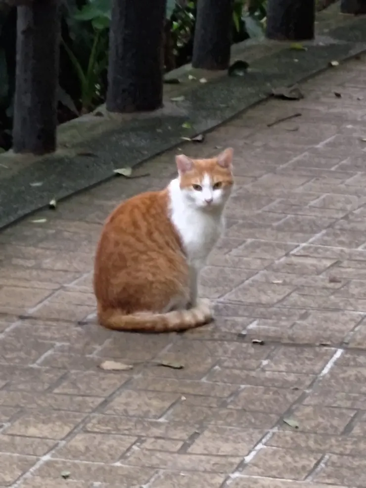 橘貓1