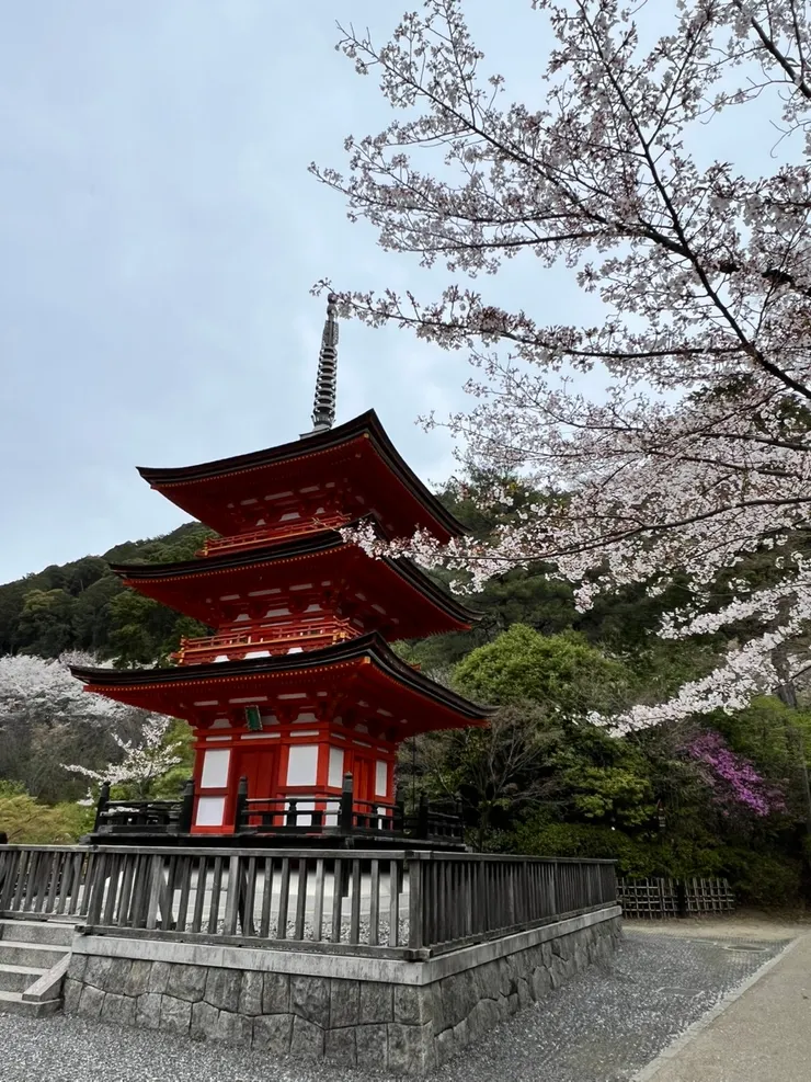 清水寺的櫻花襯托著寺廟的建築
