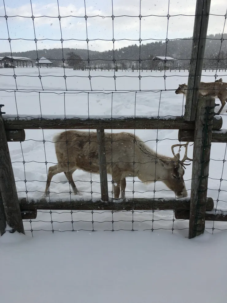 其實規模不算大，不過看看鹿也挺治癒的。