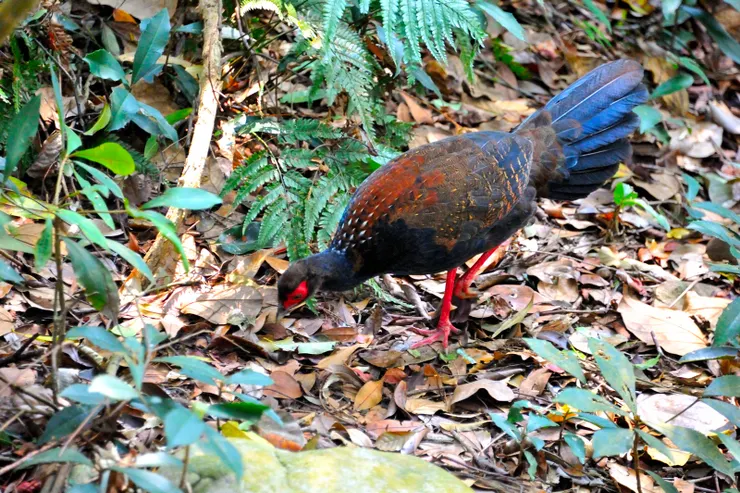 【共享每一個白天黑夜與這片山林 ，途中交會但覺人與物相親無猜嫌！藍腹鷴】