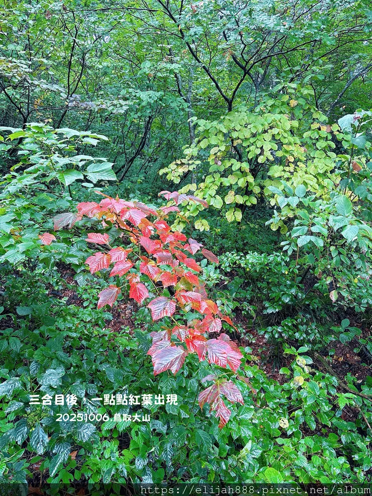 【2025初秋.鳥取県大山町登山趣】夏日登山口/海拔1709