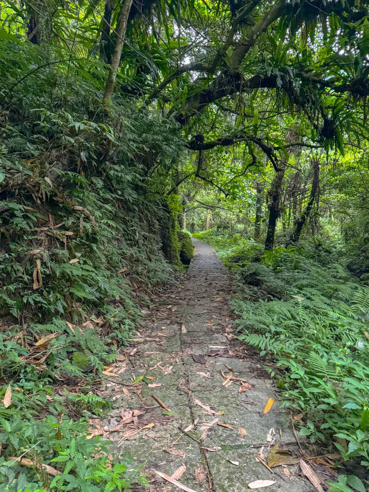 今天走有點遠,下牌子山南峰及觀音洞步道台階不少,左膝外側開始有點痛痛的。😔