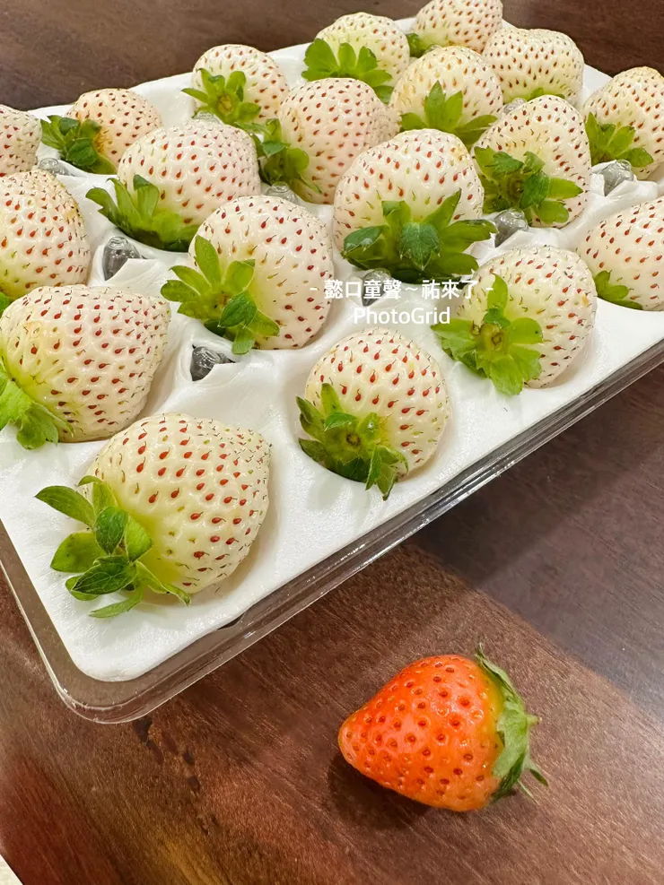 美味的白草莓 帶有養樂多香氣甜度高。