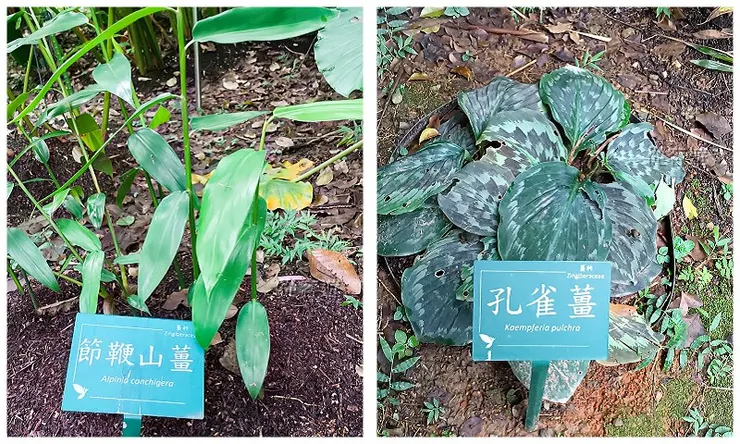 節鞭山薑及孔雀薑