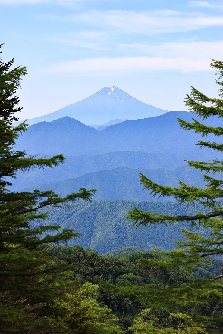 穿過樹林,遠眺55公里外的富士山