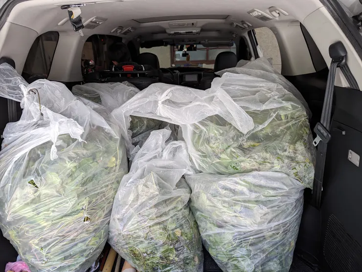 出發運送小花蔓澤蘭