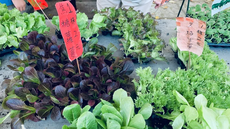 生菜種類不一定,會買到什麼菜有點碰運氣