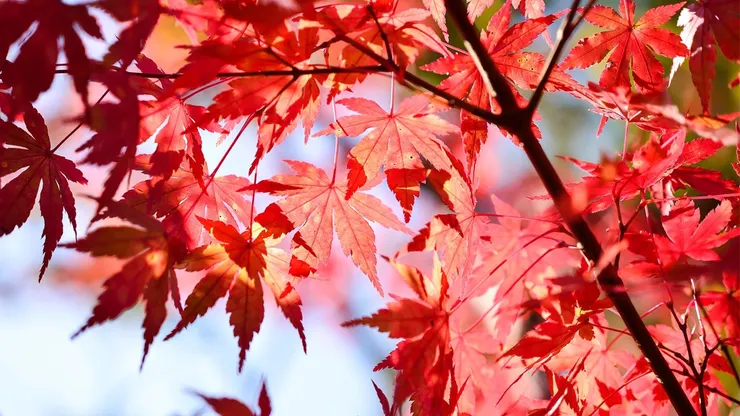 紅的葉子總是有點詩意