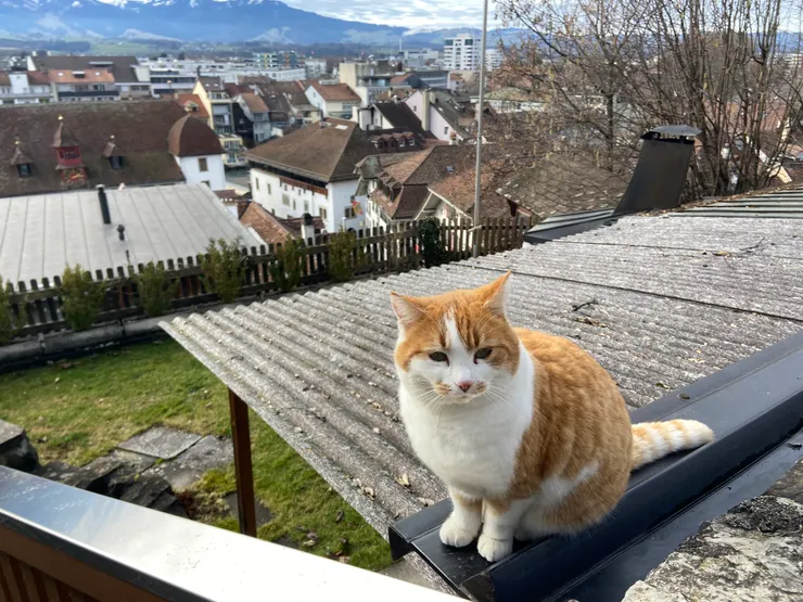 圖恩城堡旁偶遇的慵懶小橘