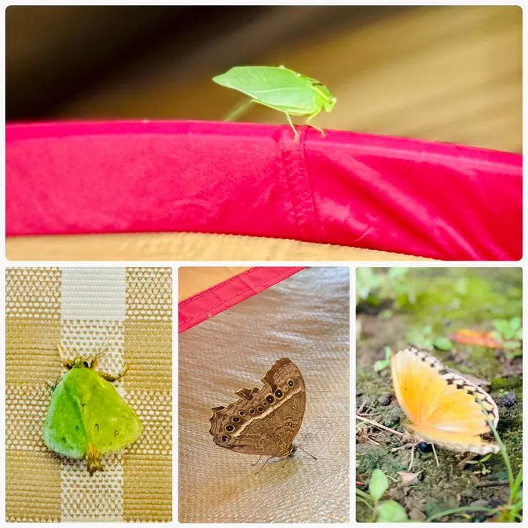 ▲ 棲息地的主人紛紛出來見客